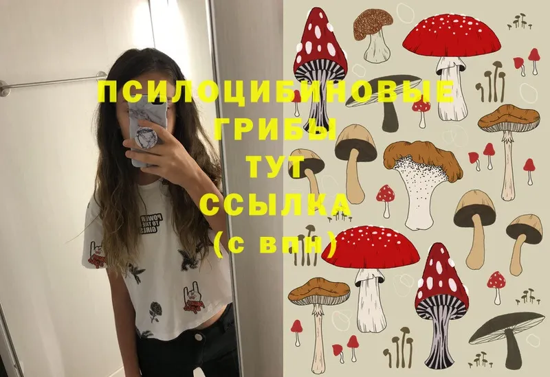 Псилоцибиновые грибы Psilocybine cubensis  Лодейное Поле 